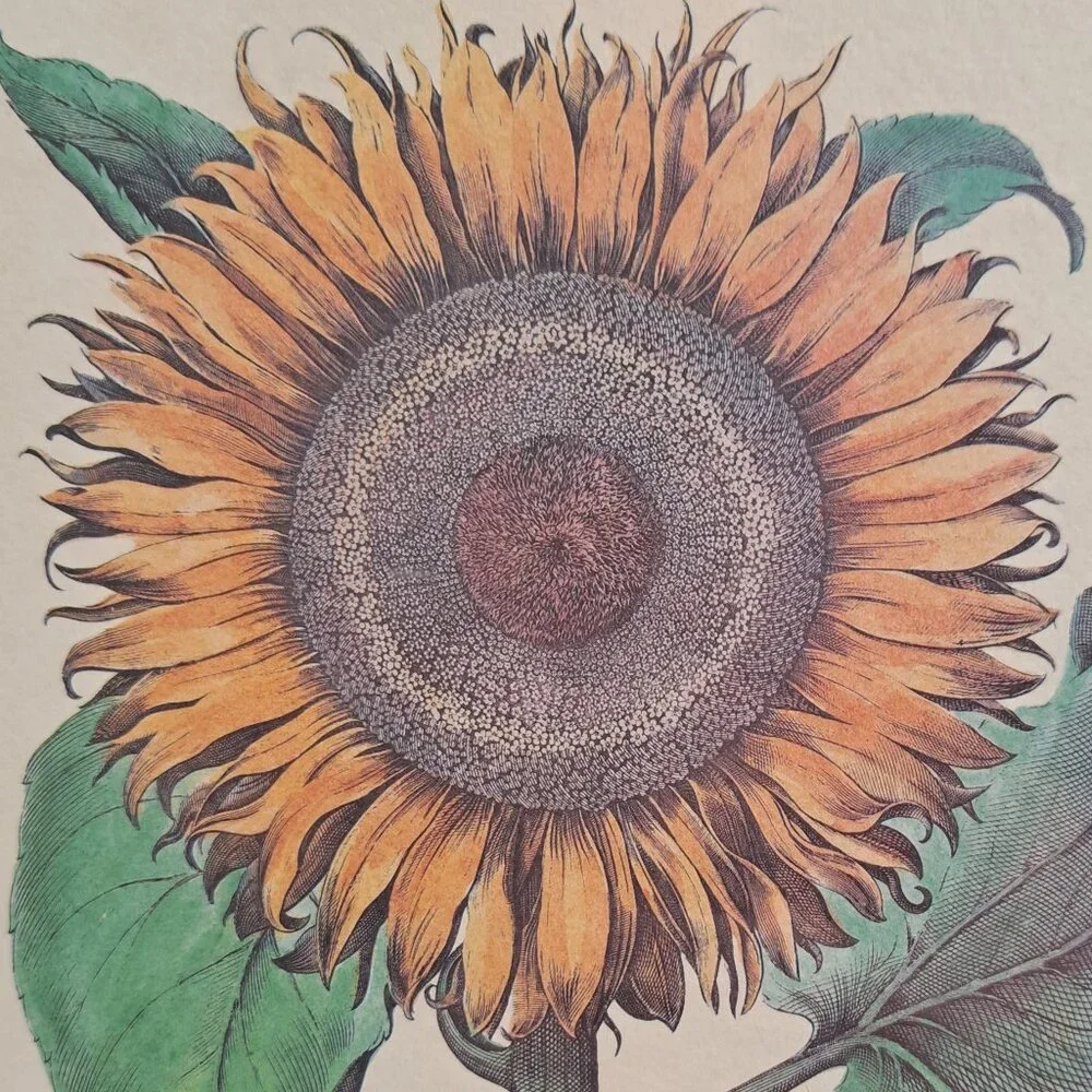 Flos Solismaior, Sunflower Floral Print